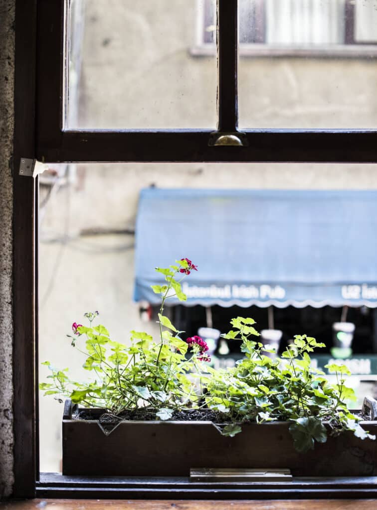 Mini jardin en pot sur le bord d'une fenêtre